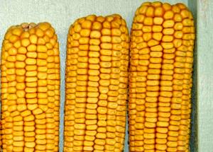 1 Linear Inch Cooked Yellow and White Corn (from Frozen, Fat Added in Cooking)
