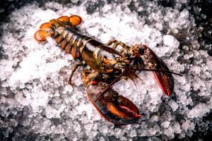 1 Lobster Lobster, Northern, Raw