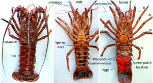 1 Lobster Spiny Lobster (Mixed Species)
