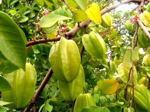 1 Medium (3-5/8" Long) Carambola (Starfruit)
