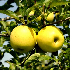 1 medium apple (102 g) Yellow Delicious Apple