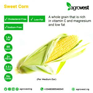 1 Medium Ear (6-3/4" To 7-1/2" Long) Corn
