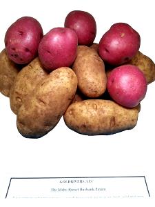 1 medium potato (148 g) Red Skin Golden Idaho Potatoes