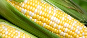 1 Mini Ear Or Cobette (2-1/2" To 3" Long) Cooked Yellow and White Corn