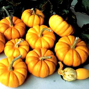 1 munchkin Pumpkin Munchkin