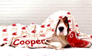 1 Order Dogs İn A Blanket