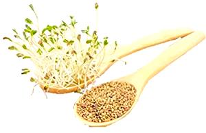 1 oz (28 g) Alfalfa Sprouts