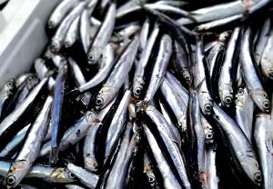 1 Oz. (28.3 G) Anchovy, raw