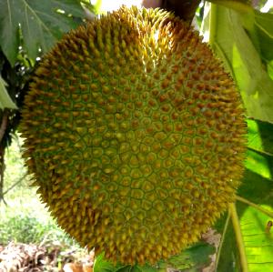 1 Oz. (28.3 G) Breadnut Tree Seeds, raw