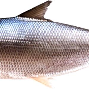 1 Oz. (28.3 G) Milkfish, raw