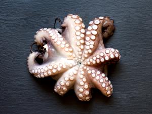 1 Oz. (28.3 G) Octopus, raw