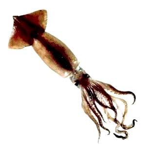 1 Oz. (28.3 G) Squid, raw
