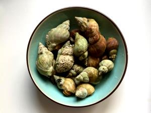 1 Oz. (28.3 G) Whelk, raw