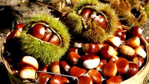 1 Oz (3 Kernels) Roasted European Chestnuts