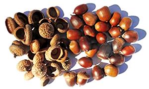 1 Oz Acorns Nuts