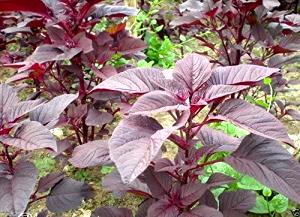 1 Oz Amaranth Leaves