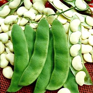 1 Oz Baby Lima Beans (Mature Seeds)