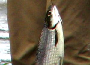 1 Oz Boneless Smoked Whitefish (Mixed Species)