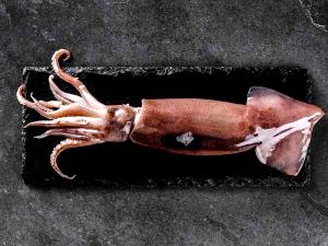 1 Oz Boneless Squid