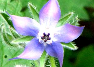 1 Oz Borage (Without Salt, Drained, Cooked, Boiled)