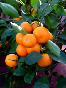 1 Oz Calamondin