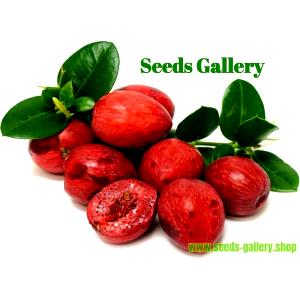 1 Oz Carissa (Natal-Plum)