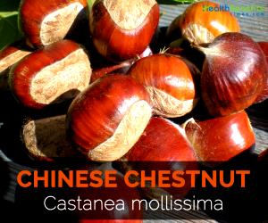 1 Oz Chestnut, Chinese, Raw