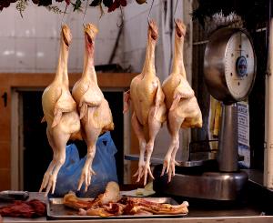 1 Oz Chicken Giblets and Neck Meat and Skin (Broilers or Fryers, Stewed)