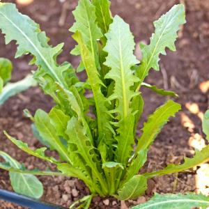 1 Oz Chicory Greens