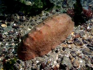 1 Oz Chiton Leathery Gumboots (Alaska Native)
