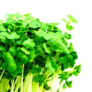 1 Oz Cooked Cress (from Fresh, Fat Added in Cooking)