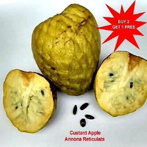 1 Oz Custard-Apple (Bullock