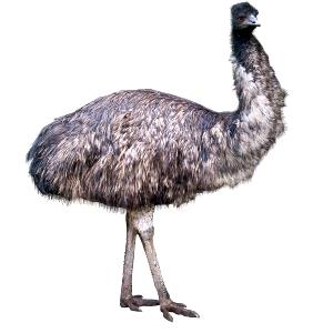 1 Oz Emu Drum (Outside)