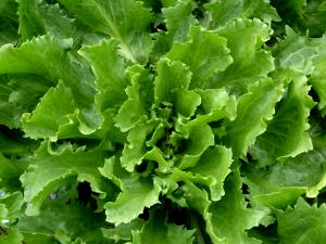 1 Oz Escarole