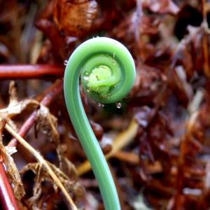 1 Oz Fiddlehead Ferns (Frozen)