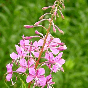 1 Oz Fireweed Young Leaves (Alaska Native)