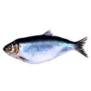 1 Oz Fish, Herring, Pacific, Meat Packed In Oil, Air-Dried (Alaska Native)