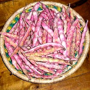 1 Oz French Beans (Mature Seeds)