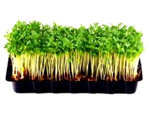 1 Oz Garden Cress (Without Salt, Drained, Cooked, Boiled)