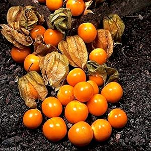1 Oz Gooseberries