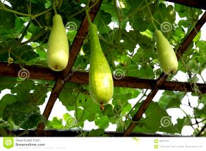 1 Oz Gourd White-Flowered (Calabash)