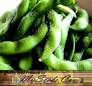 1 Oz Green Soybeans
