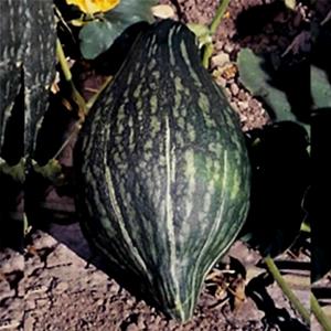1 Oz Hubbard Winter Squash