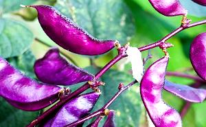 1 Oz Hyacinth Beans (Mature Seeds)