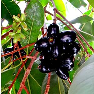 1 Oz Java-Plum (Jambolan)