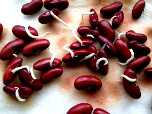 1 Oz Kidney Beans (Sprouted)