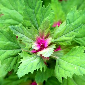 1 Oz Lambsquarters