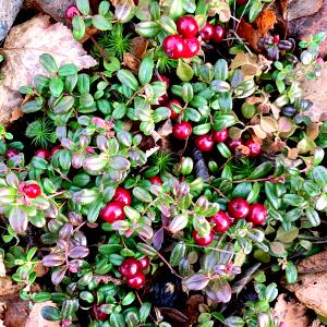 1 Oz Low Bush or Lingenberry Cranberries (Alaska Native)