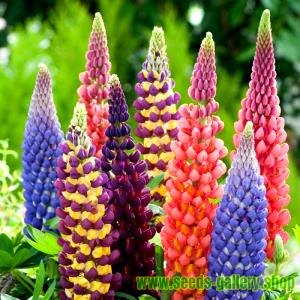 1 Oz Lupins (Mature Seeds)