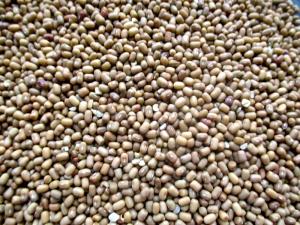 1 Oz Mothbeans (Mature Seeds)